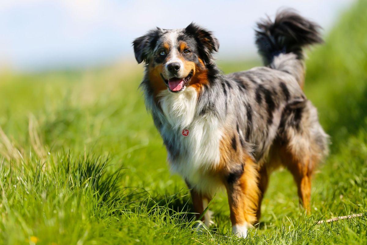 Le Berger Australien : un chien bosseur