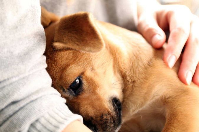 Comment socialiser son chien à son environnement ?