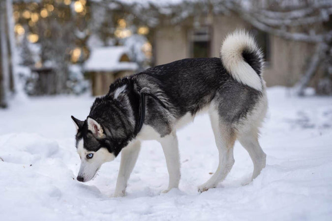 Husky sibérien : une race de chien aux multiples atouts