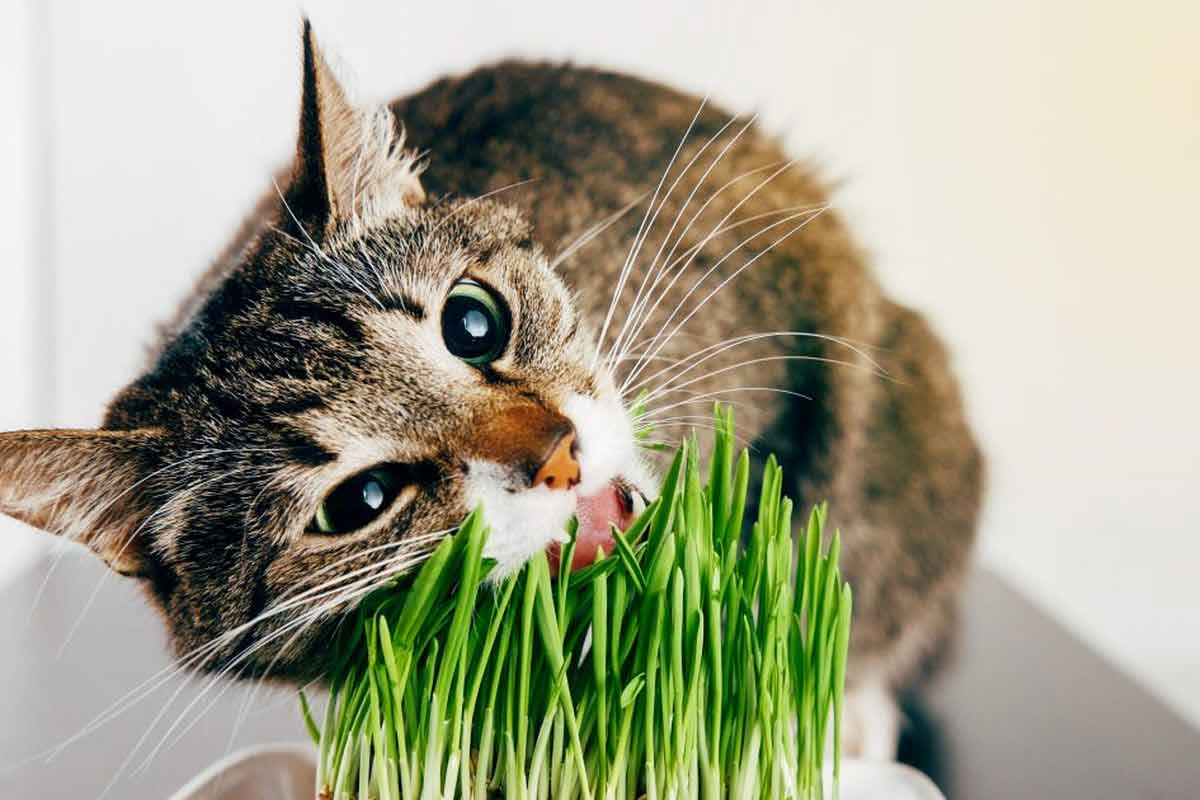 Herbe à chat, tout ce qu’il faut savoir !