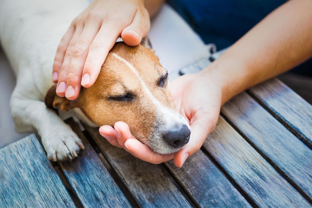 La parvovirose : une maladie de plus en plus répandue chez les chiens