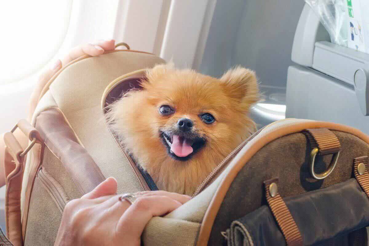 Comment préparer son chien à un long voyage ?