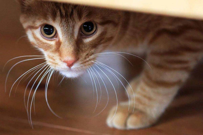 Mon chat fait pipi à côté du bac à litière, que faire ?