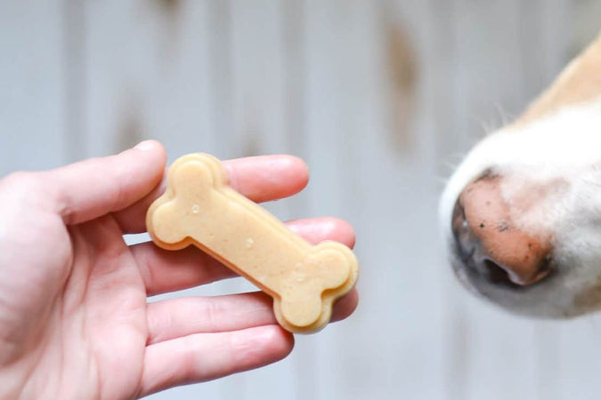 Os à mâcher pour chien, ce que vous devriez savoir