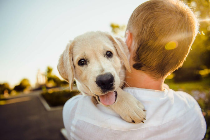 Comment rendre son chien heureux ?