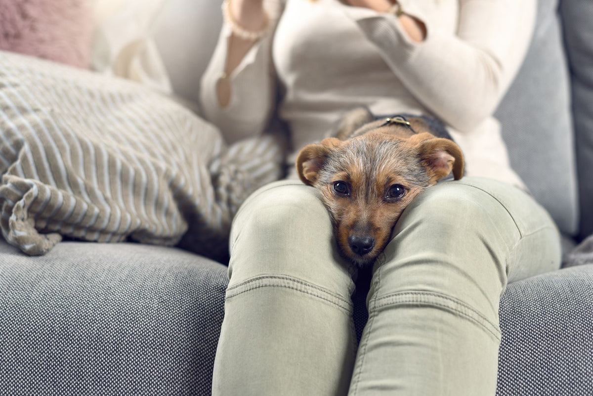 L’insuffisance rénale : une maladie qui peut toucher nos chiens