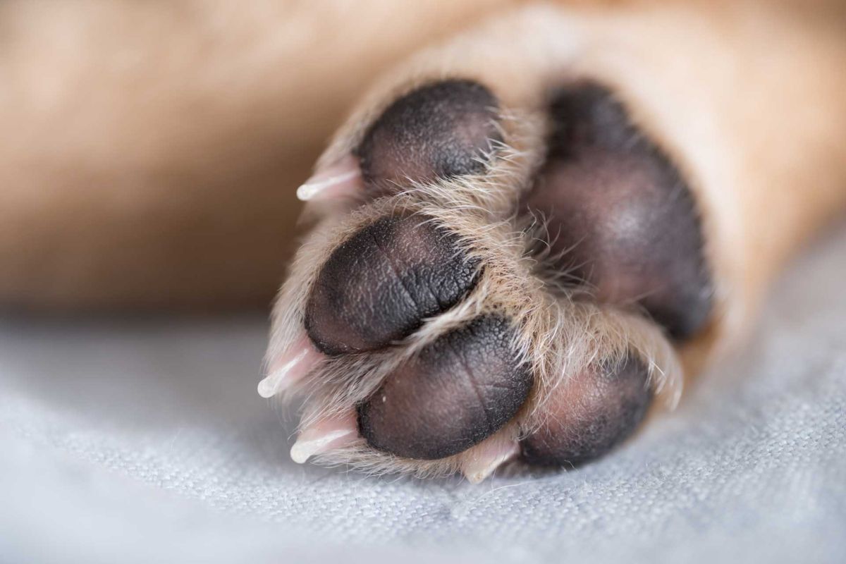 À l’aide, mon chien a le tétanos !