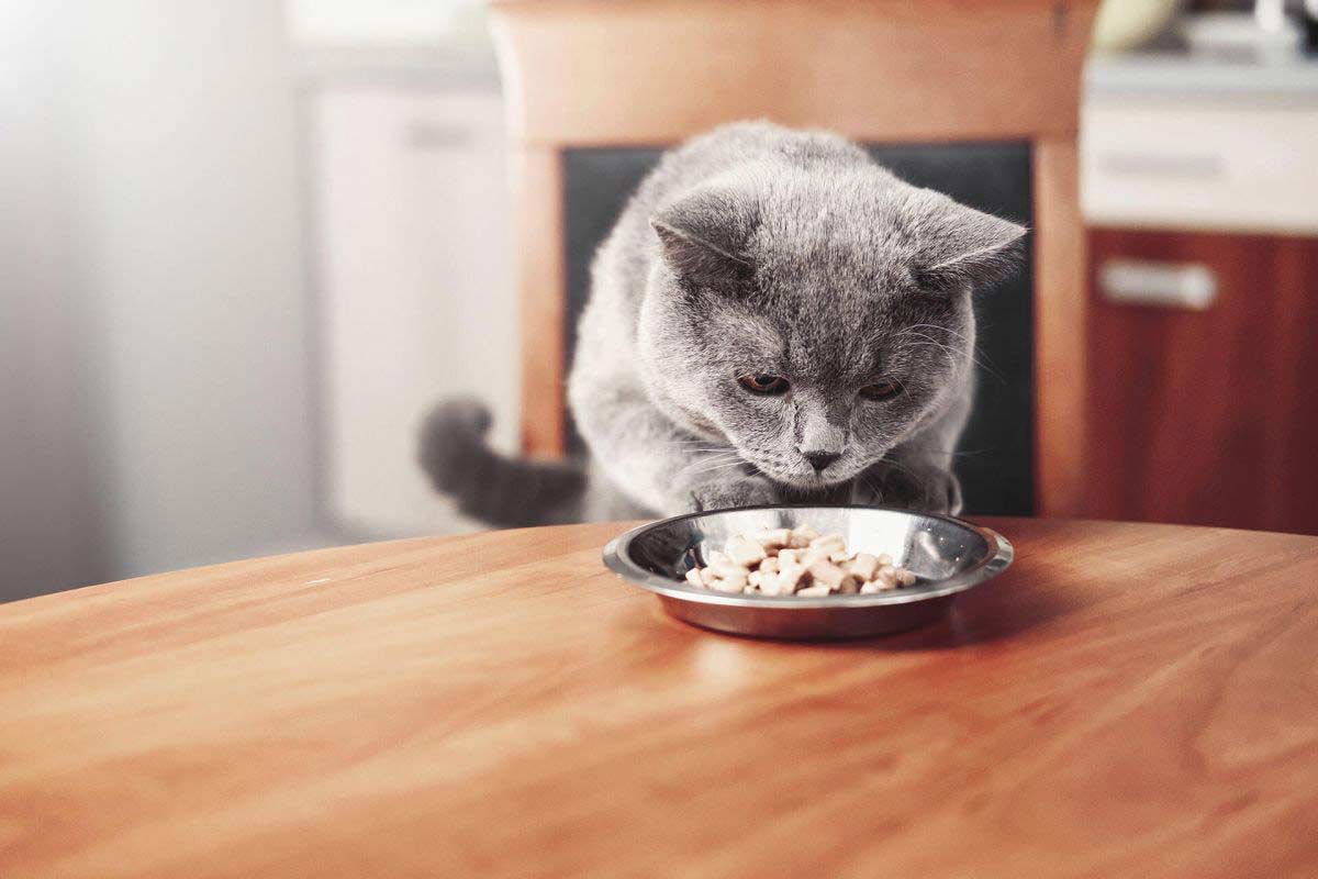 Perte d’appétit chez le chat : comment y faire face ?