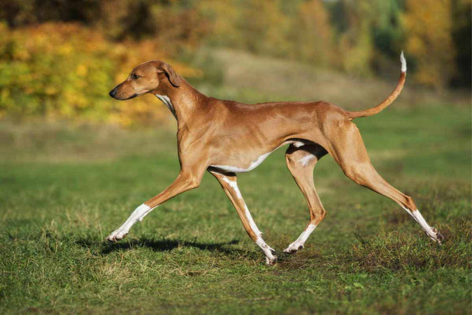 Comment veiller au bien-être de son chien Azawakh ?