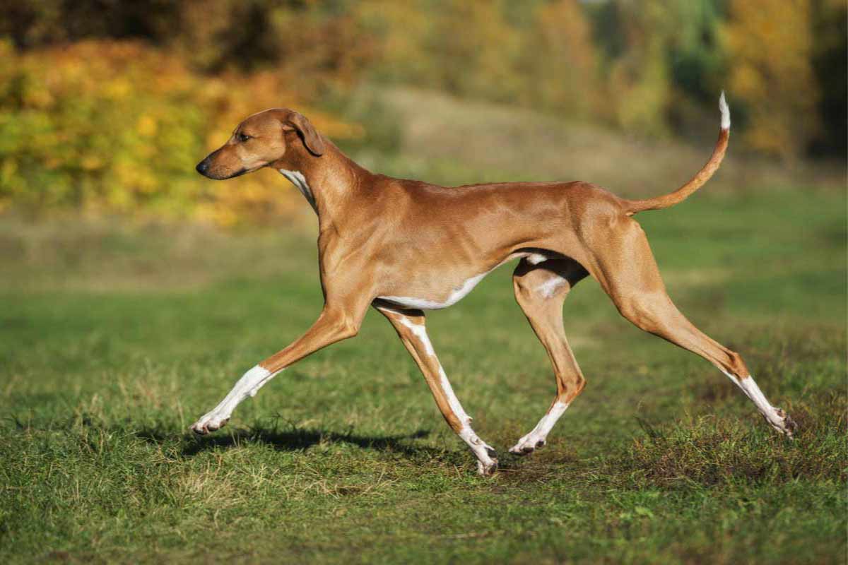 Comment veiller au bien-être de son chien Azawakh ?
