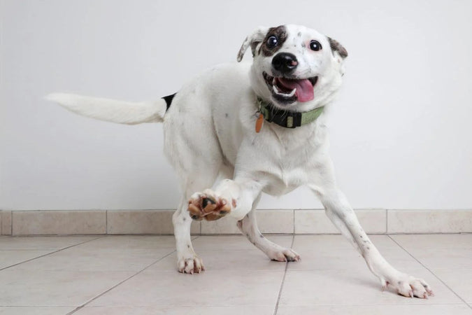 Mon chien a des troubles du comportement, comment l’aider ?