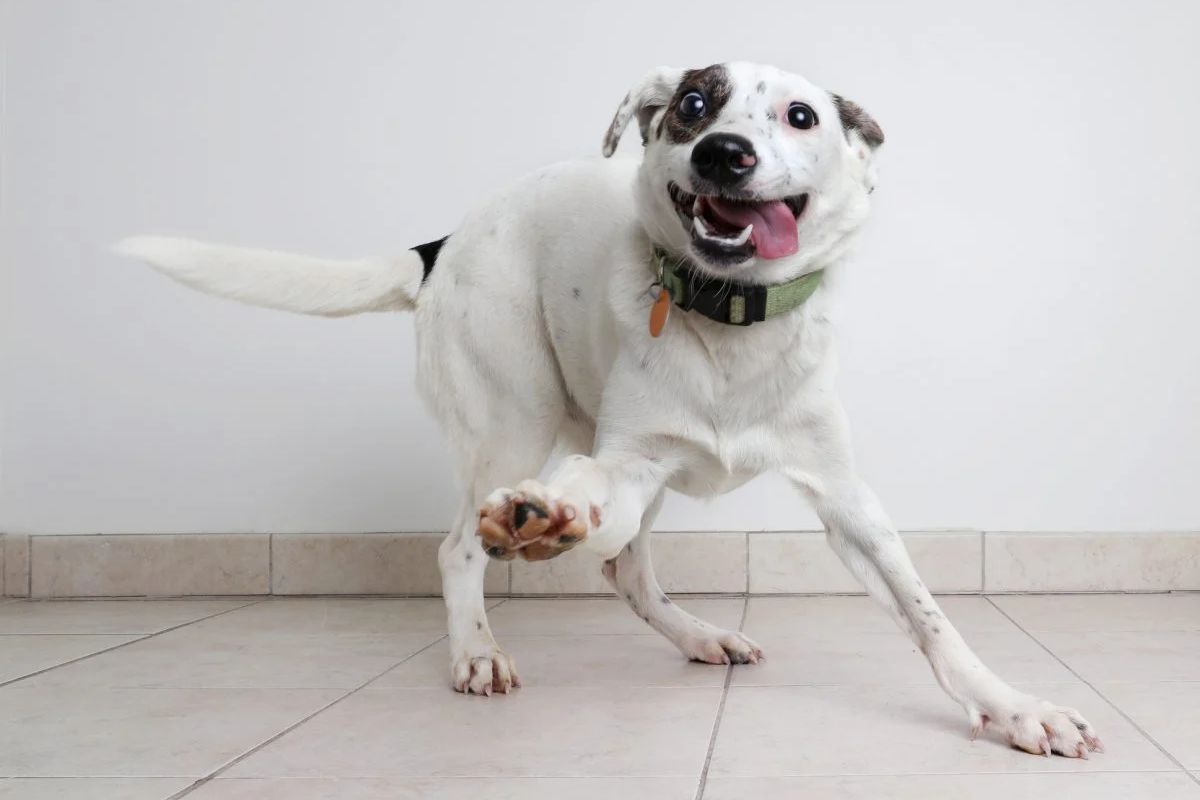 Mon chien a des troubles du comportement, comment l’aider ?