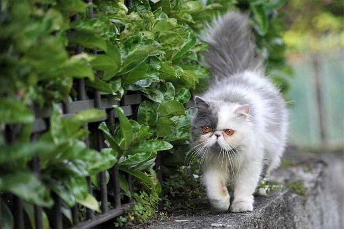 Les meilleurs conseils pour habituer un chat à sortir dehors