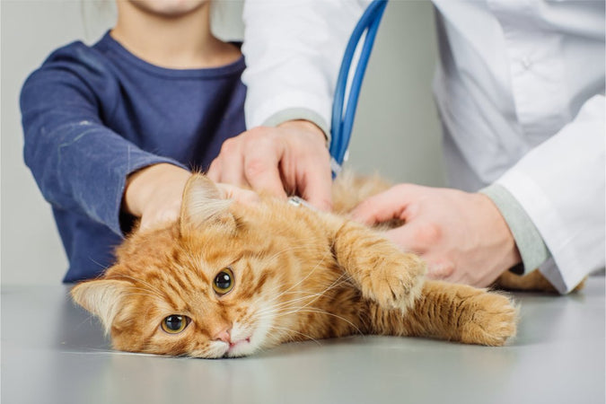 Le virus de l’immunodéficience féline, est-ce dangereux pour nos chats ?