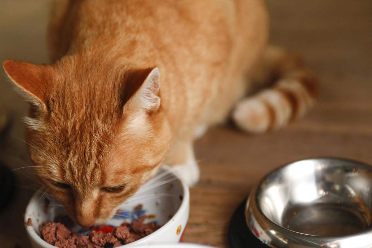 Quelles sont les bonnes raisons de choisir la bi-nutrition pour son chat ?