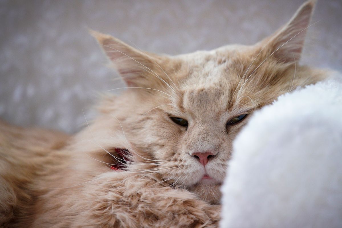 Comment régler les problèmes comportementaux de nos chats ?