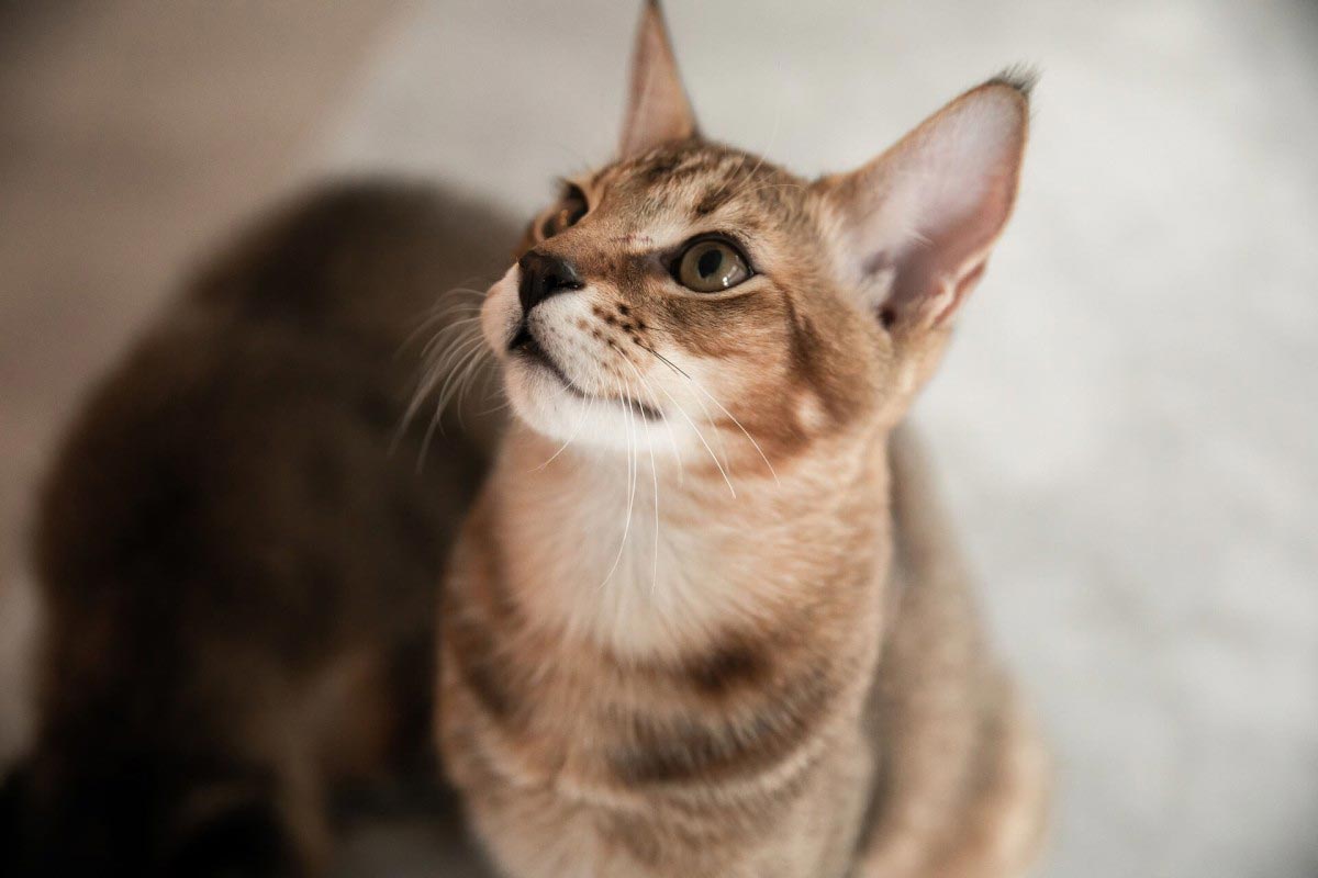 Le Chausie, une race de chat hybride !