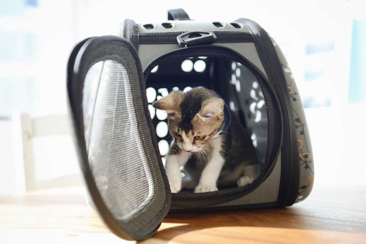 Préparer son chat à un long voyage