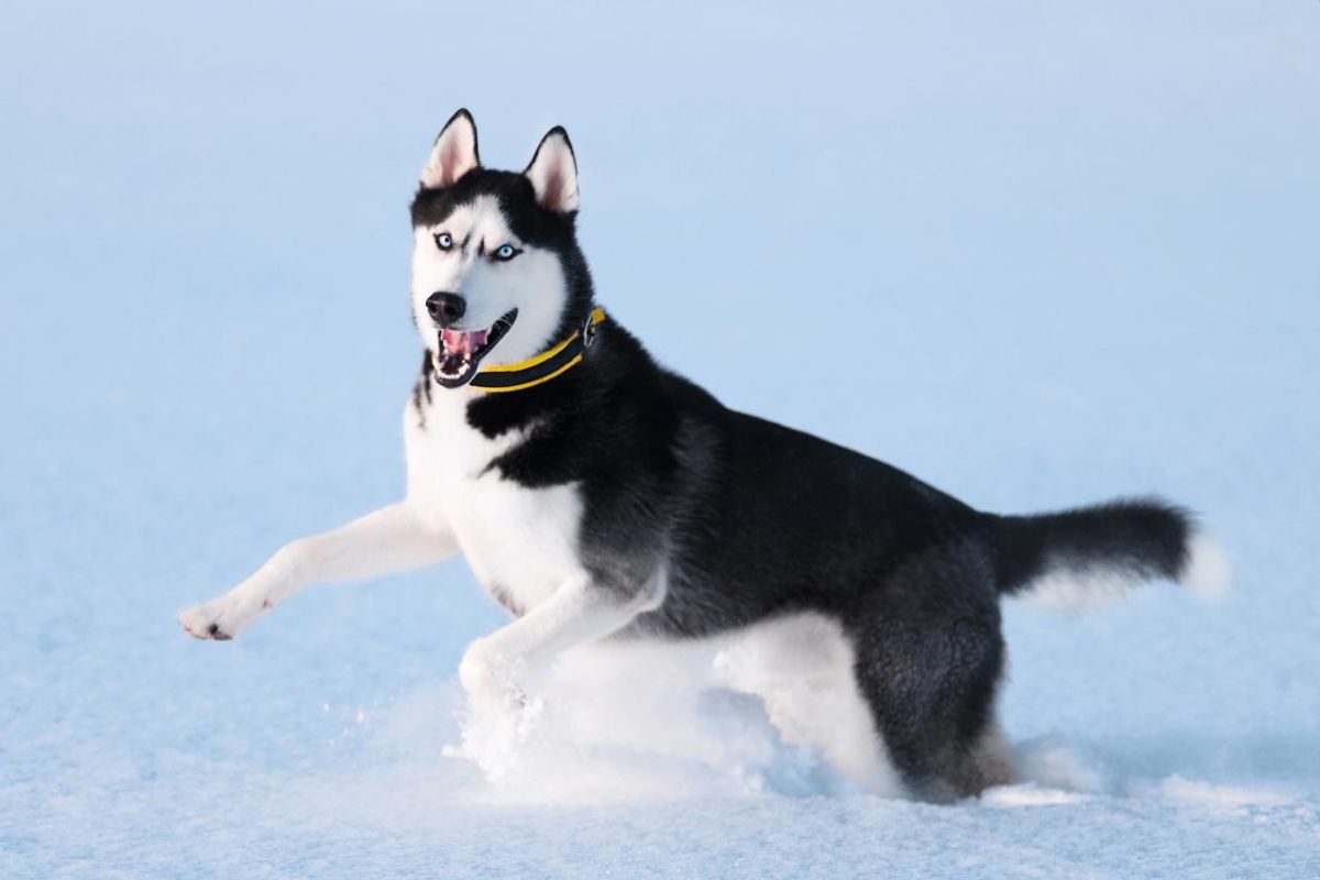 Le Husky de Sibérie, le chien du grand froid  !