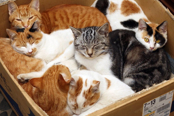 Quelle race de chat est la plus appréciée ?