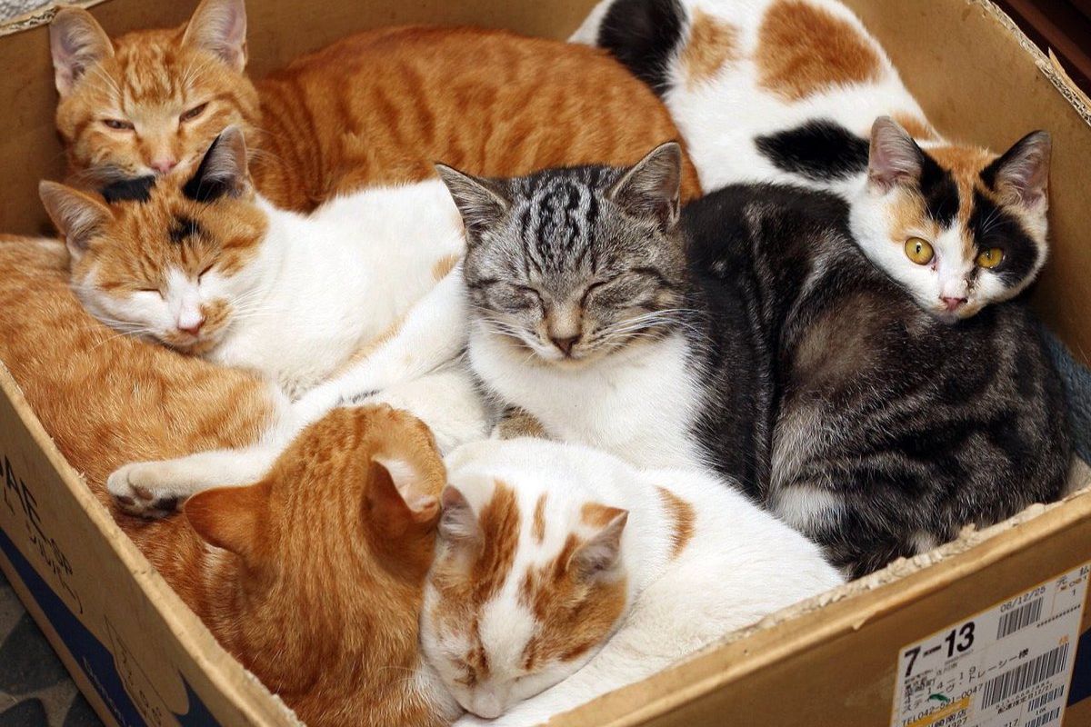 Quelle race de chat est la plus appréciée ?