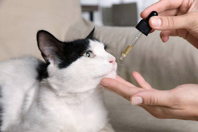 Peut-on guérir le stress des chats avec le CBD ?