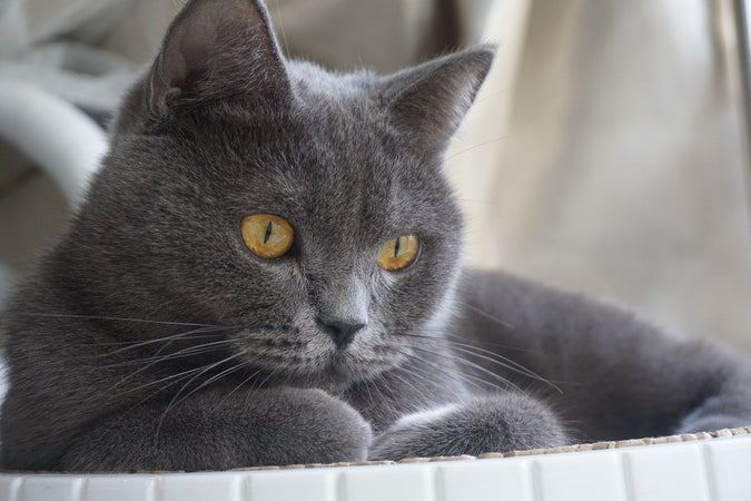 British Shorthair : Comment prendre soin de son chat ?