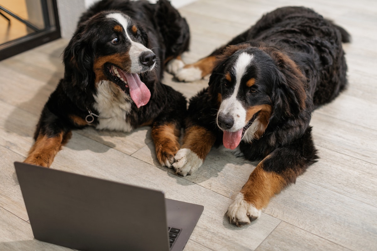 Bouvier bernois : Comment prendre soin de son chien ?
