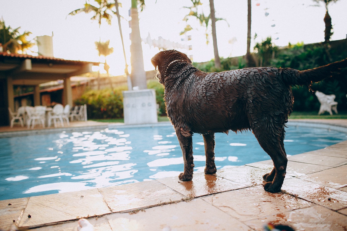 Quelles sont les aménagements de jardin idéals pour les chiens ?