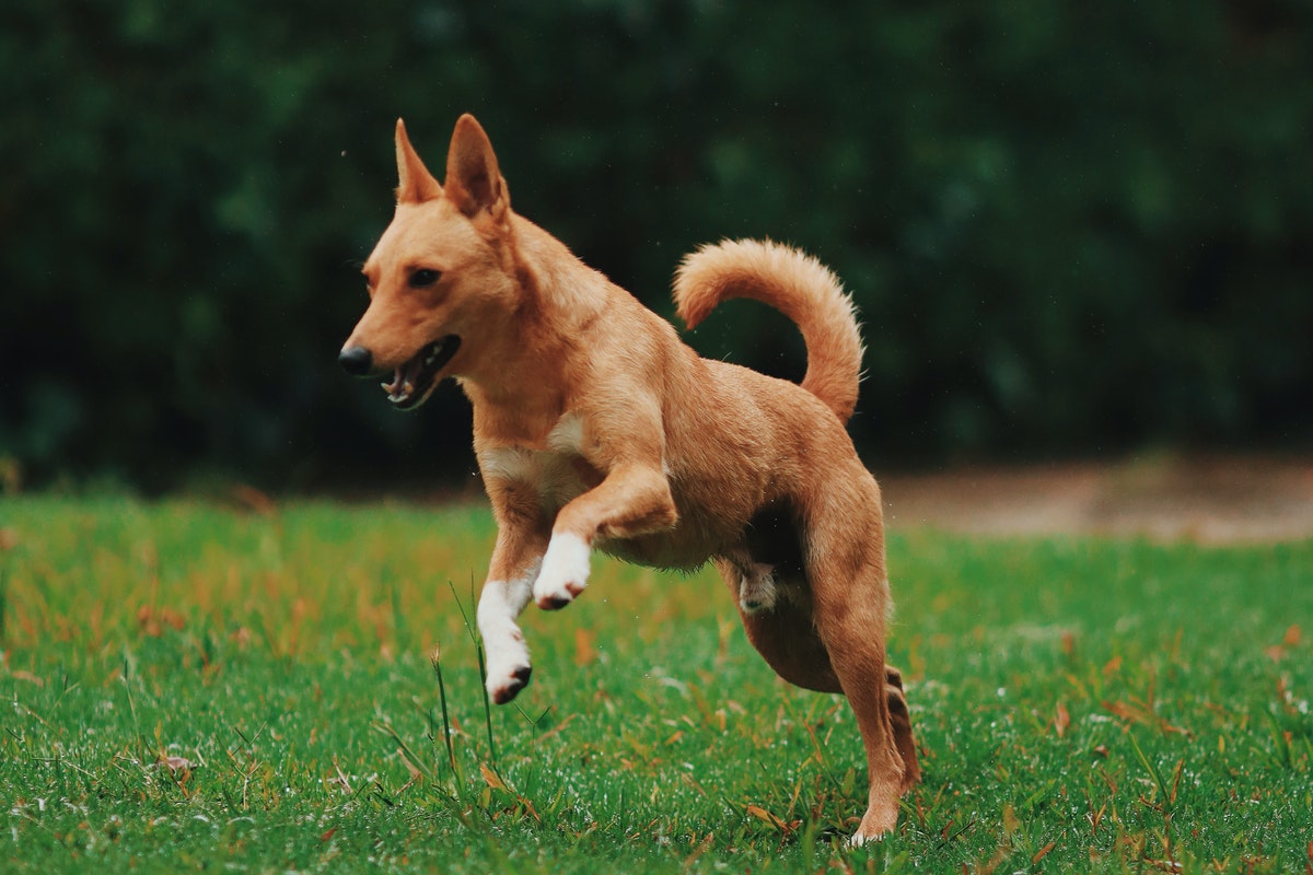 Comment soulager les douleurs musculaires d’un chien ?
