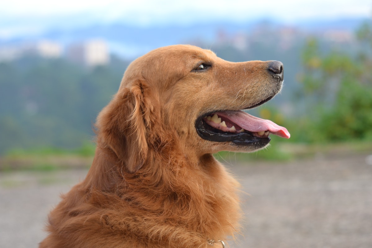 Bien-être Golden Retriever : à vos carnets !