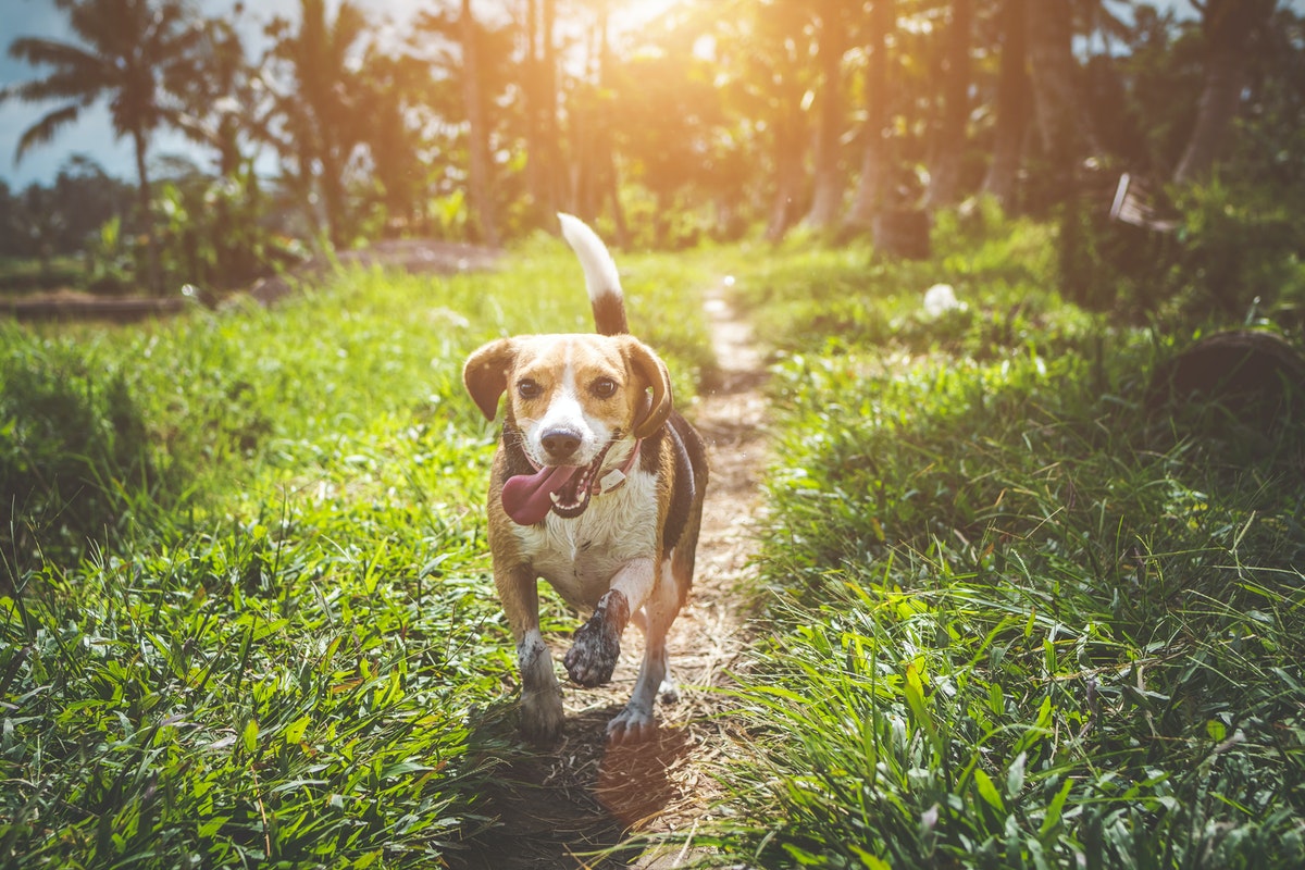 Compléments alimentaires pour chien : quels sont leurs vrais apports ?