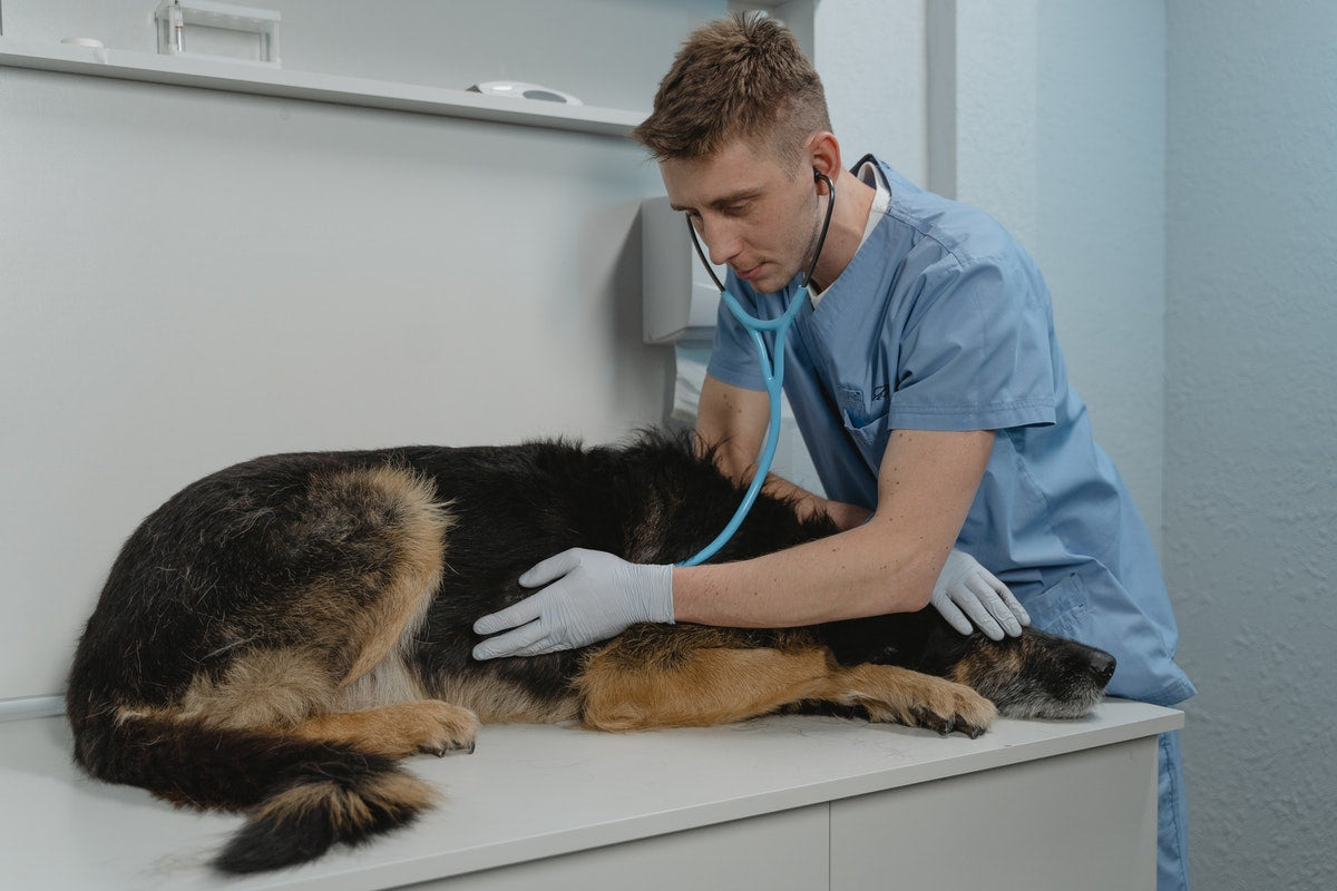 Comment soulager naturellement un chien qui souffre de dyslapsie ?