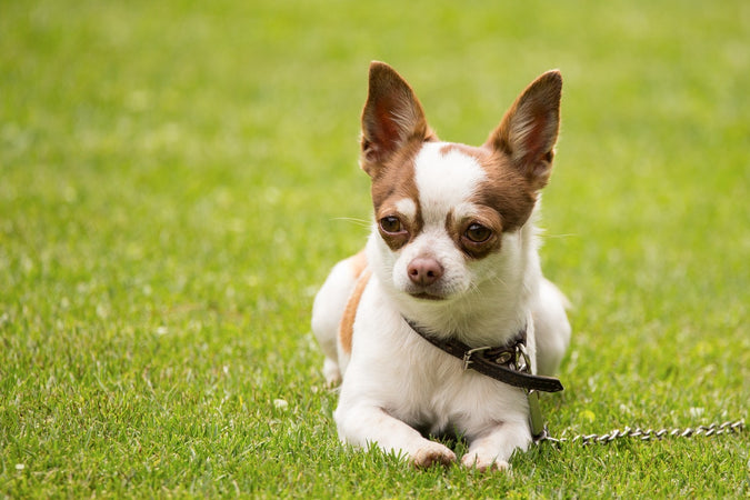 Bien-être d’un Chihuahua : comment se comporter avec les chiens de cette race ?
