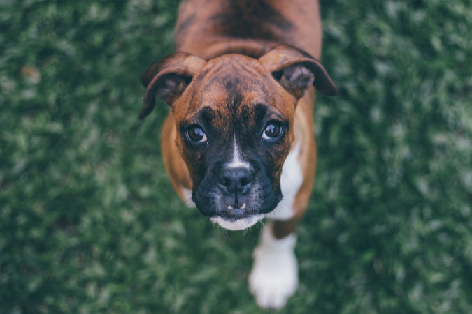 Adopter un boxer, comment s’y prendre ?