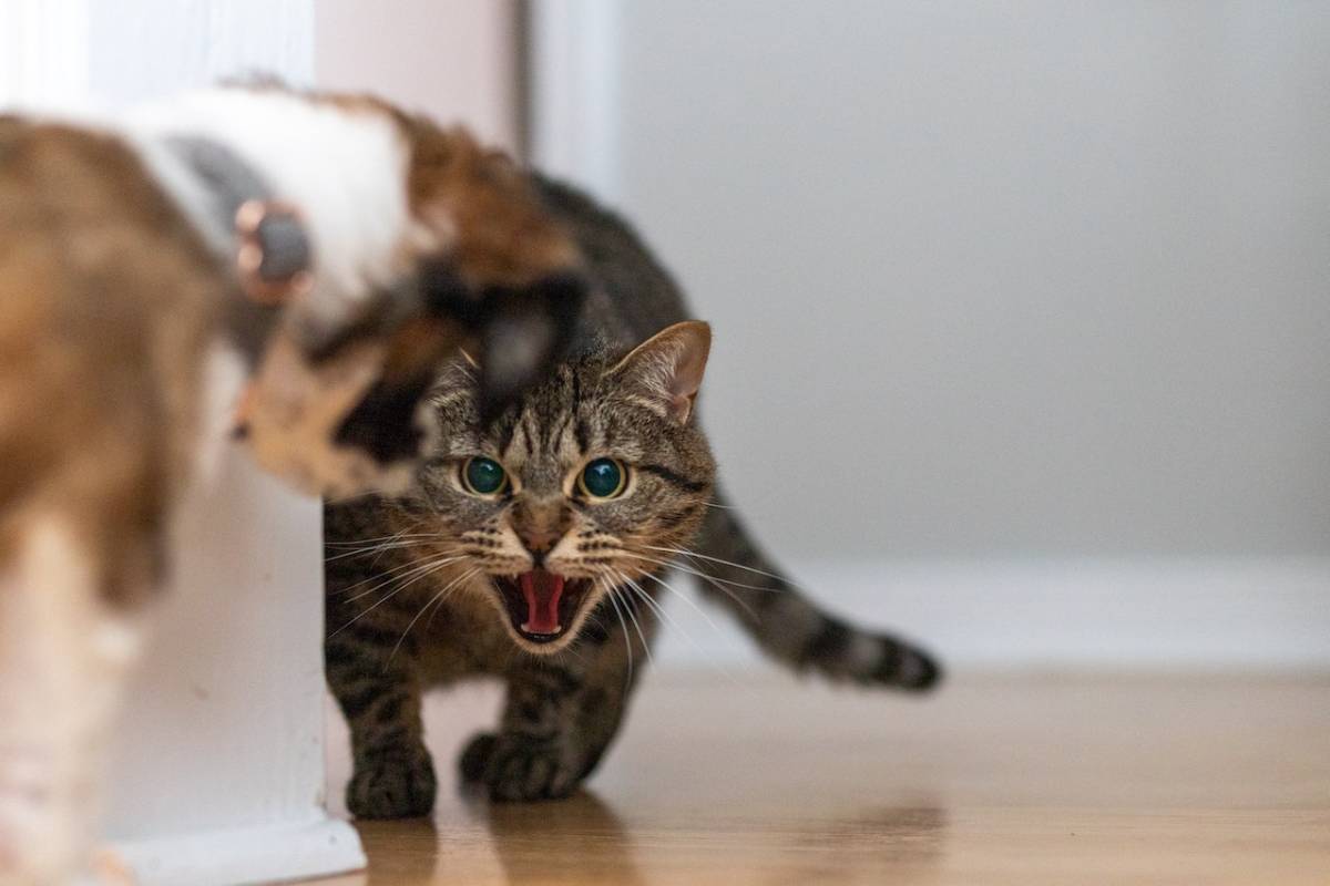 Comment calmer un chat agressif ?