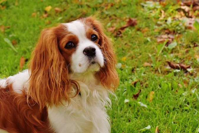 Comment bien élever son Cavalier King Charles ?