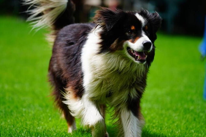 Comment renforcer le système immunitaire de son chien ?