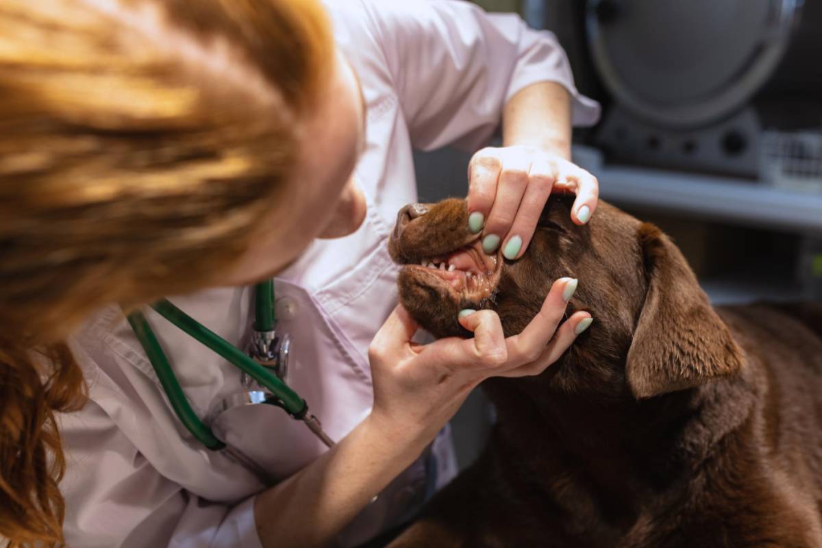 Gastrite chez le chien – Ce qu’il faut savoir
