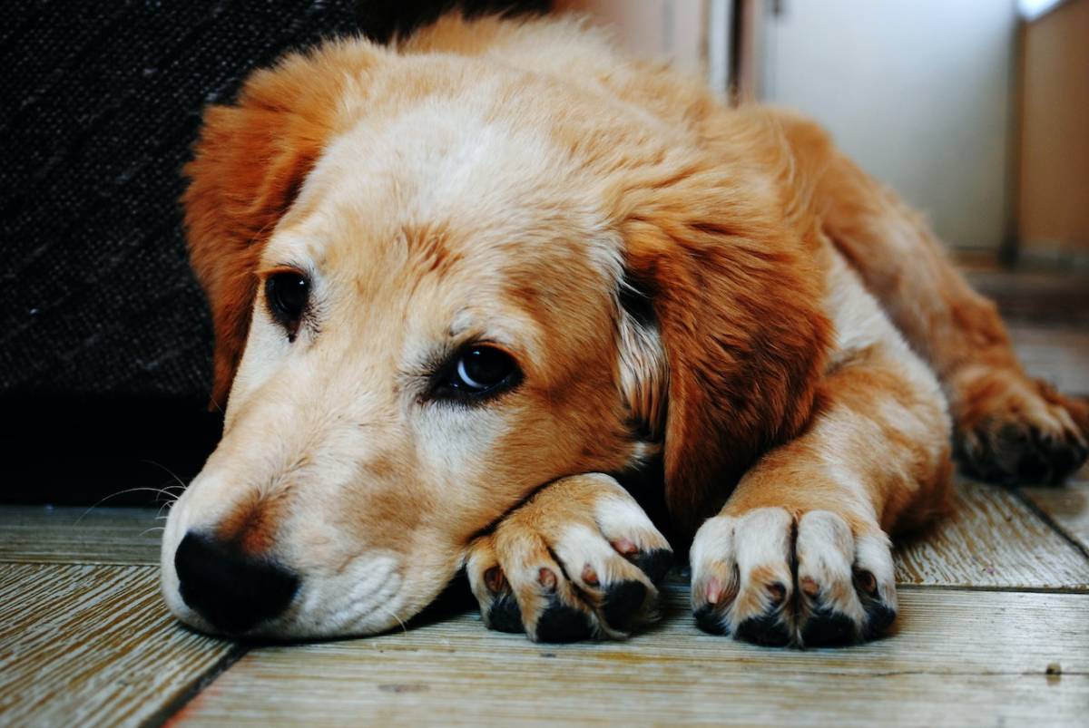 Saignements du chien : que faire ?