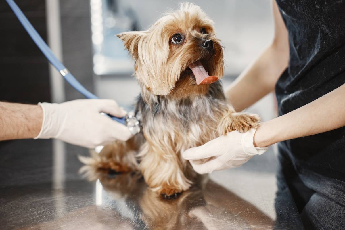 Tout ce qu’il faut savoir sur le CBD pour animaux ?