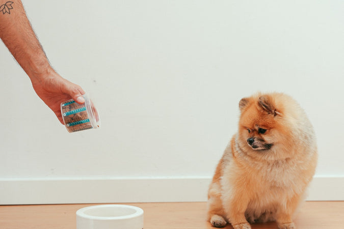 Mangeoire intelligente pour animal de compagnie : comment fonctionne-t-elle ?