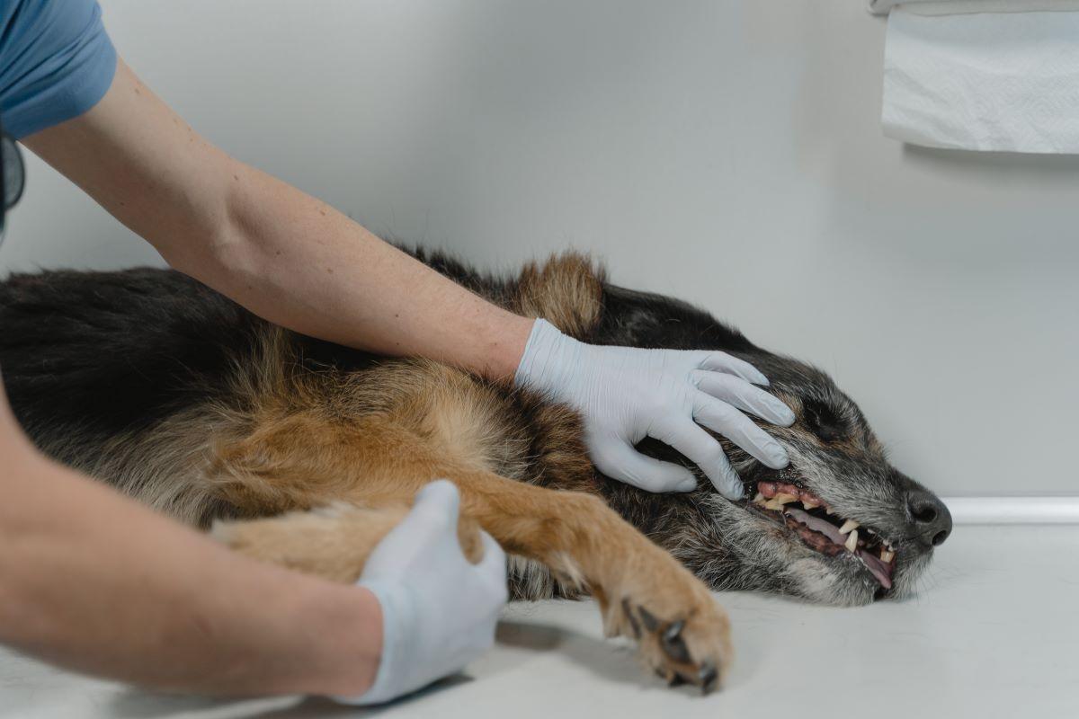 Quelles sont les caractéristiques d’une leptospirose chez le chien ?