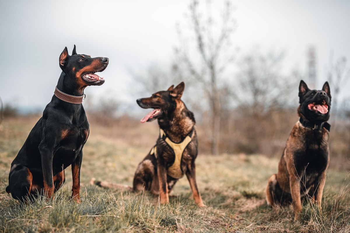 Dogue allemand et Berger allemand : un mode de vie très différent