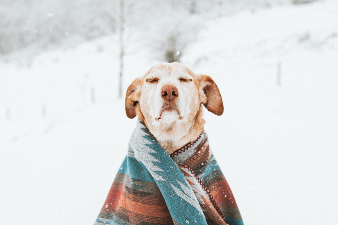 Comment prendre soin de son chien durant l’hiver ?