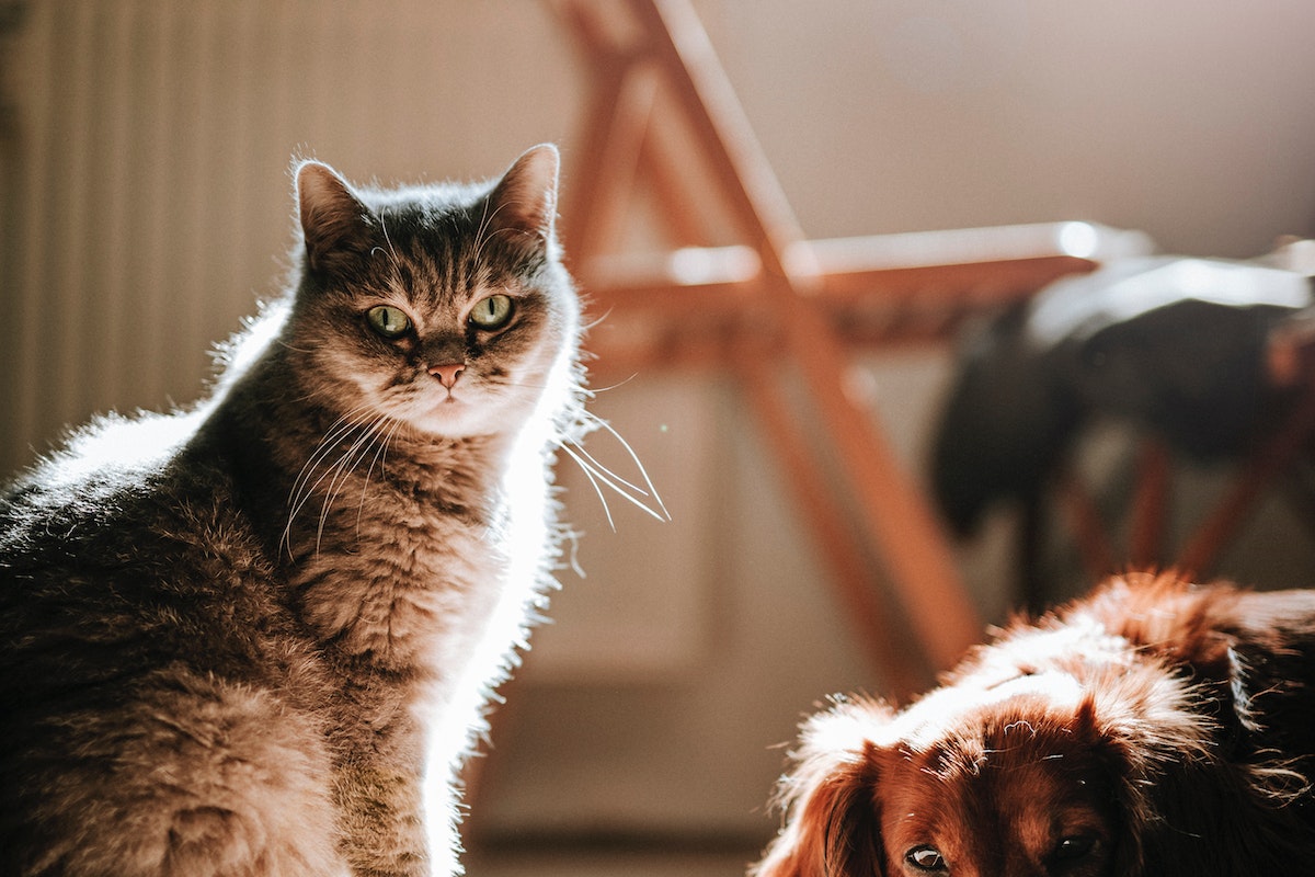 Le CBD est-il bon pour les animaux ?