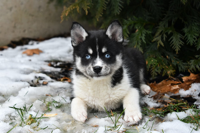 Quels sont les traits distinctifs du Pomsky ?