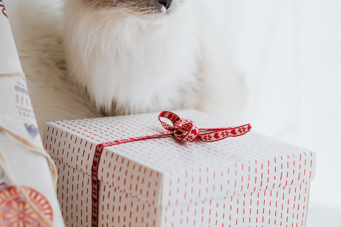 Comment choisir le meilleur cadeau pour son chat ?