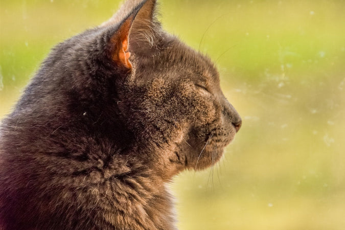 Comment identifier et gérer l’obésité de son chat ?
