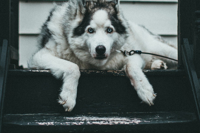 Les problèmes respiratoires qui touchent les chiens